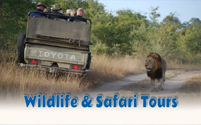 Wildlife safari tours